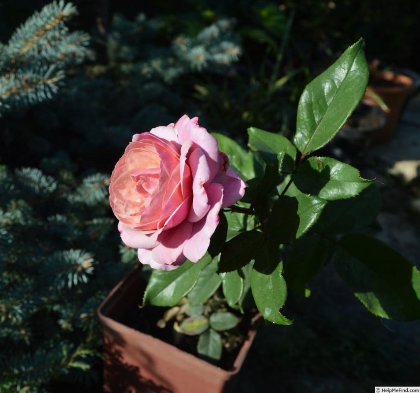 'Blue Elric' rose photo