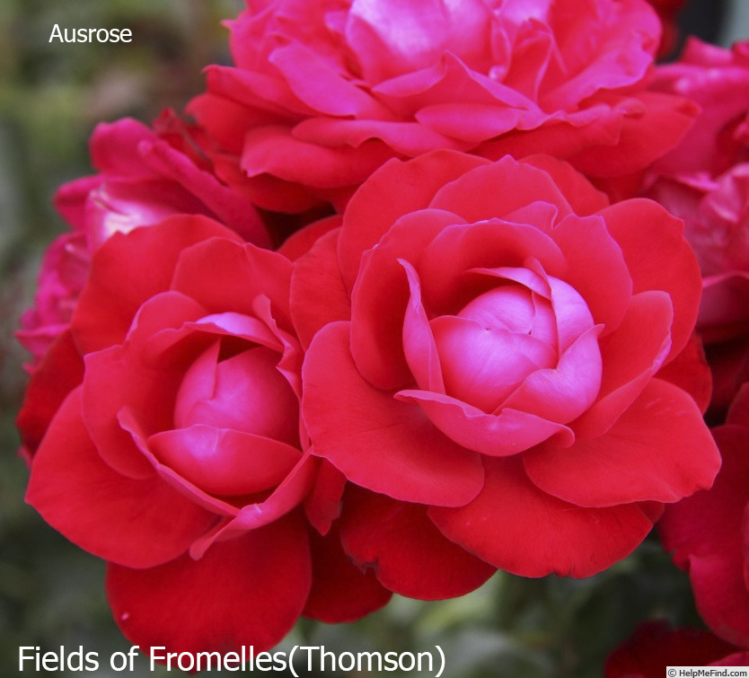 'Fields of Fromelles' rose photo