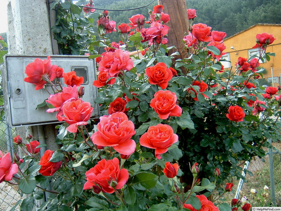 'Soraya, Cl. ®' rose photo