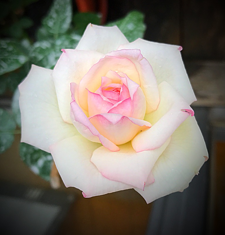 'La Rose Optimiste' rose photo