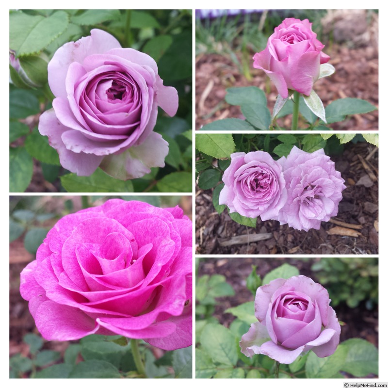 'Violet's Pride' rose photo