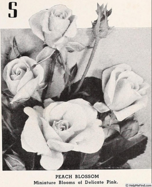 'Peach Blossom (floribunda, Chaplin, 1931)' rose photo
