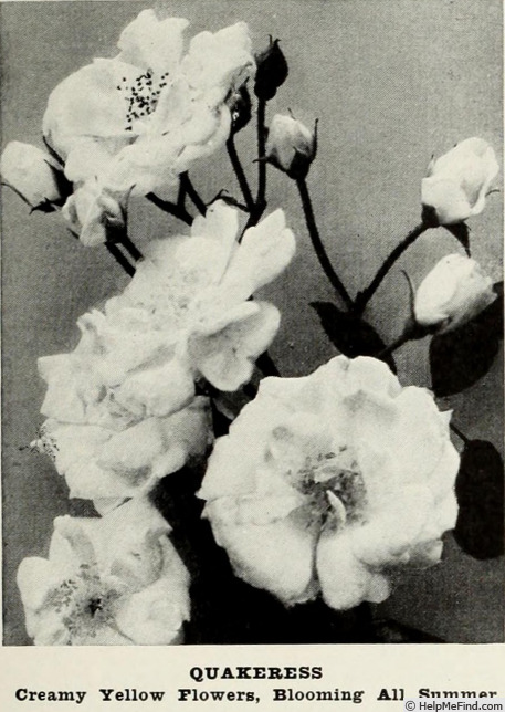 'Bloomfield Quakeress (climber, Thomas, 1929)' rose photo