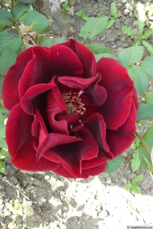 'Crimson Glory (hybrid tea, Kordes, 1935)' rose photo