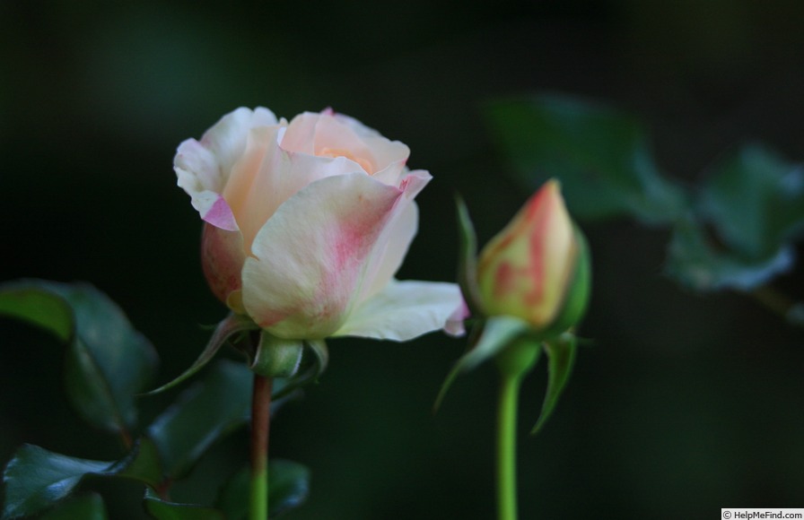 'Prince Alexandre' rose photo