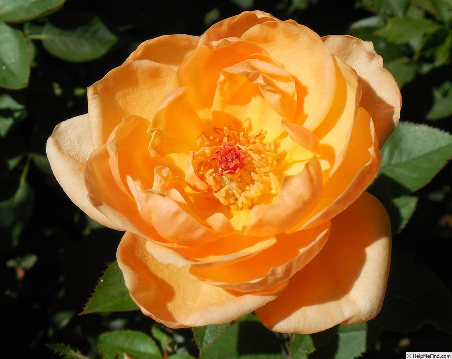 'Southern Peach' rose photo