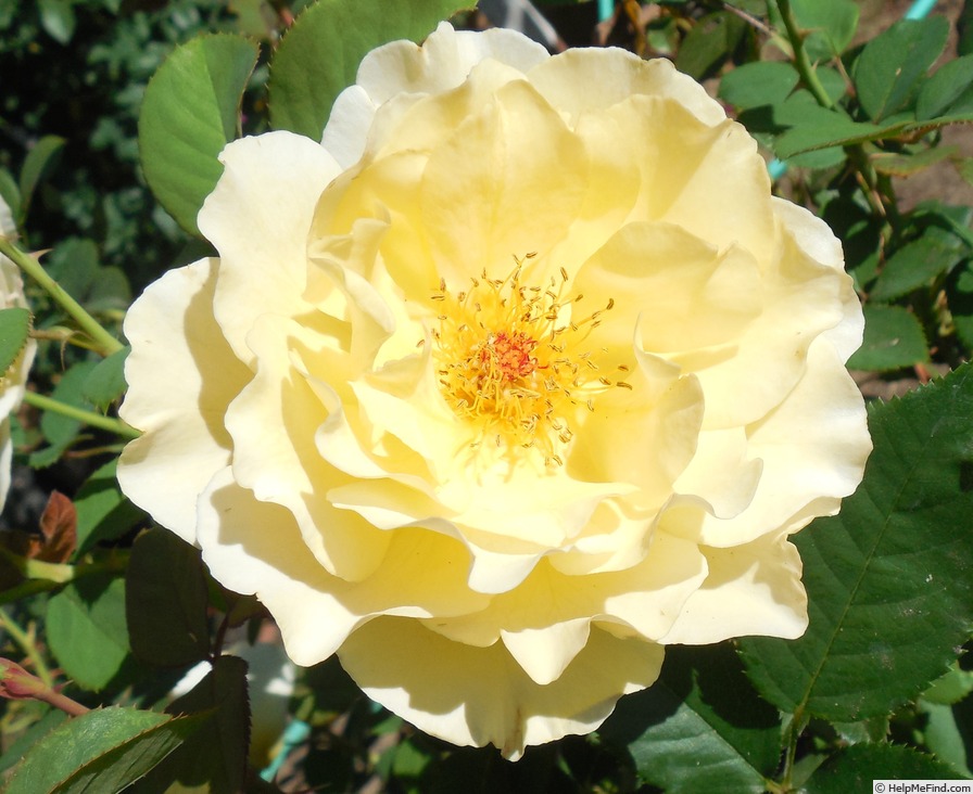 'White Licorice™ (Floribunda, Bedard, 2009)' rose photo