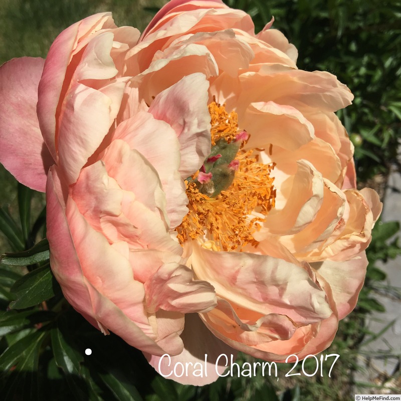 'Coral Charm' peony photo