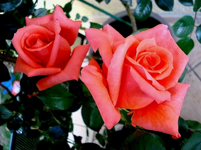 'Anne Vanderlove ®' rose, click to enlarge 'Anne Vanderlove ®' rose photo