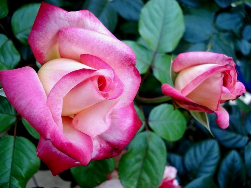 'Django Reinhardt ®' rose photo