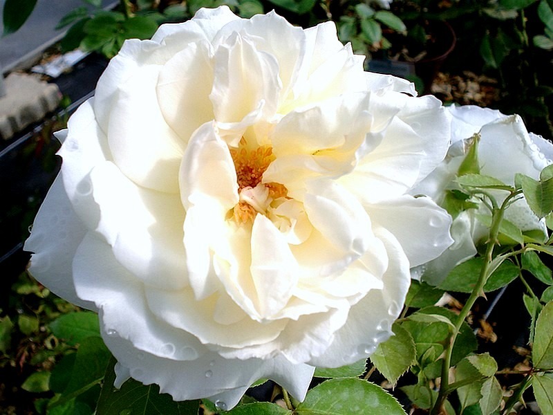 'Henri Salvador ®' rose photo