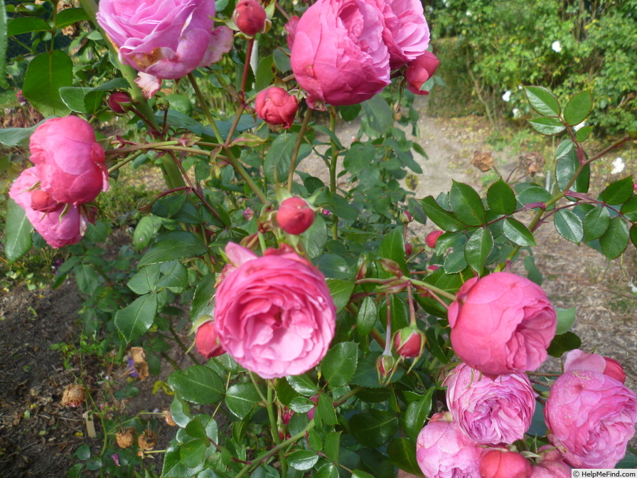 'Pomponella ® (floribunda, Kordes 2005)' rose photo