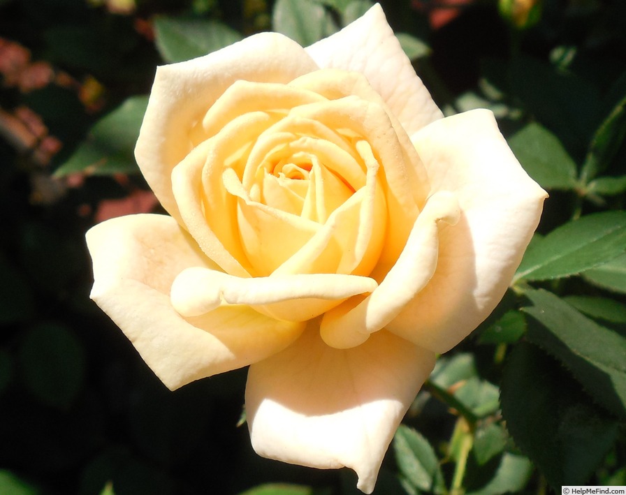 'Loving Touch ™' rose photo