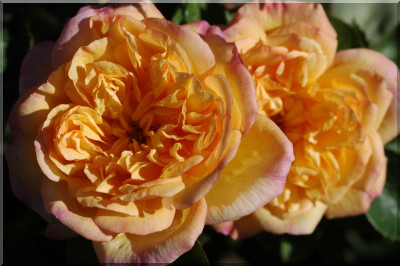 'Alt Weinheim' rose photo