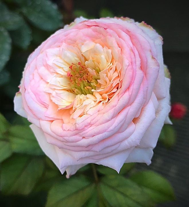 'Fruit' rose photo