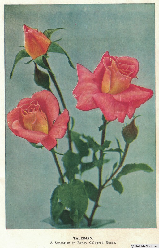 'Talisman (hybrid tea, Montgomery Co 1929)' rose photo