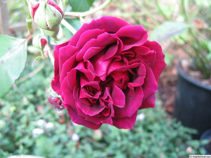 'George IV (hybrid china)' rose photo