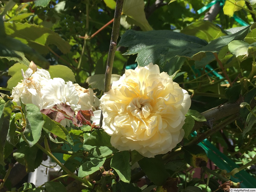 'Céline Forestier (Tea Noisette, Trouillard, 1842)' rose, click to enlarge 'Céline Forestier (Tea Noisette, Trouillard, 1842)' rose photo