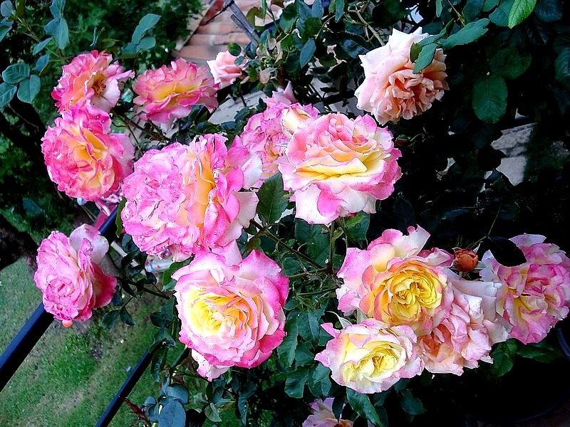 'Concours Lepine ®' rose photo