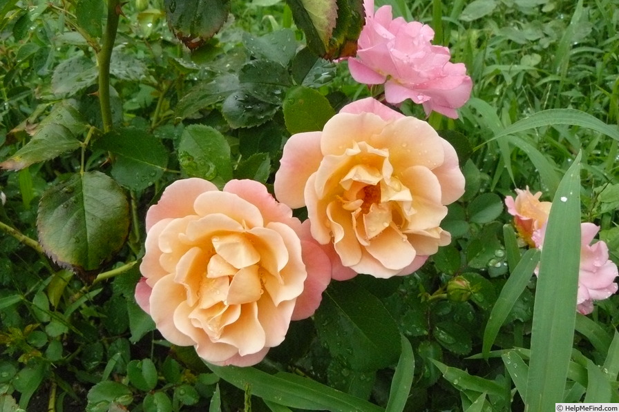 'Cubana ™ (shrub, Kordes 2001)' rose photo