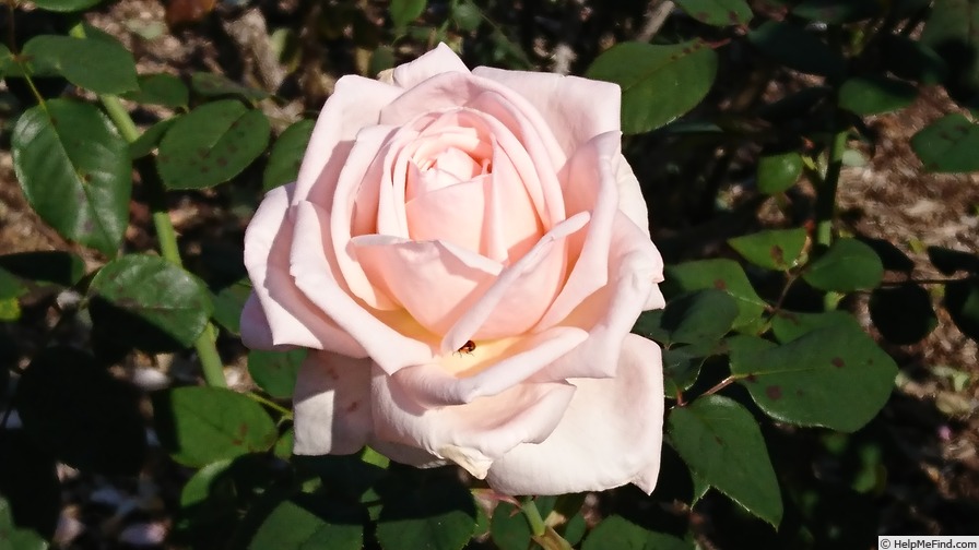 'Elizabeth Fankhauser' rose photo