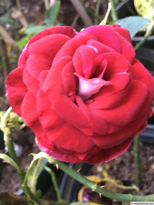 'Grateful Heart' rose photo