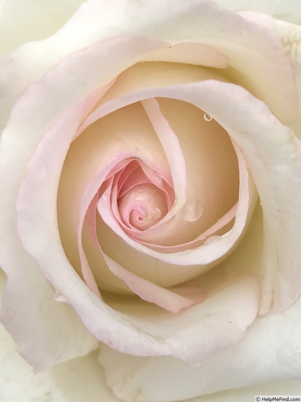 'White Linen' rose photo