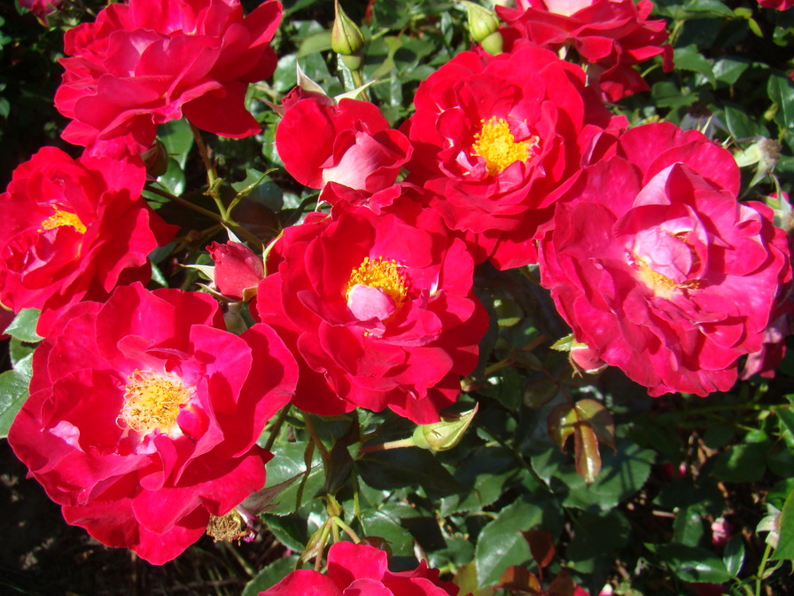 'Garance' rose photo