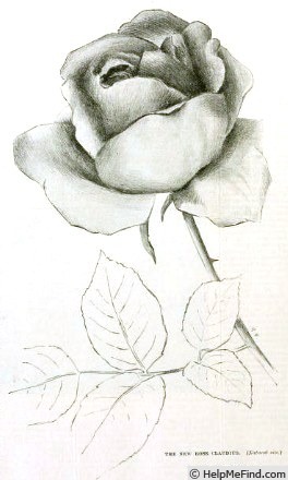 'Claudius' rose photo
