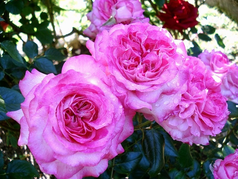 'Pascal Sevran ®' rose photo