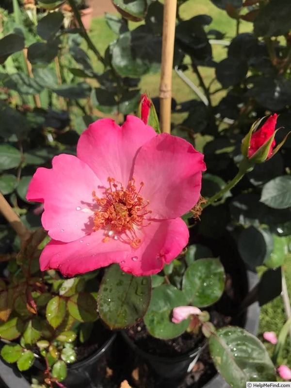 'Pink Angel (hybrid tea, Parkes, 1974)' rose, click to enlarge 'Pink Angel (hybrid tea, Parkes, 1974)' rose photo