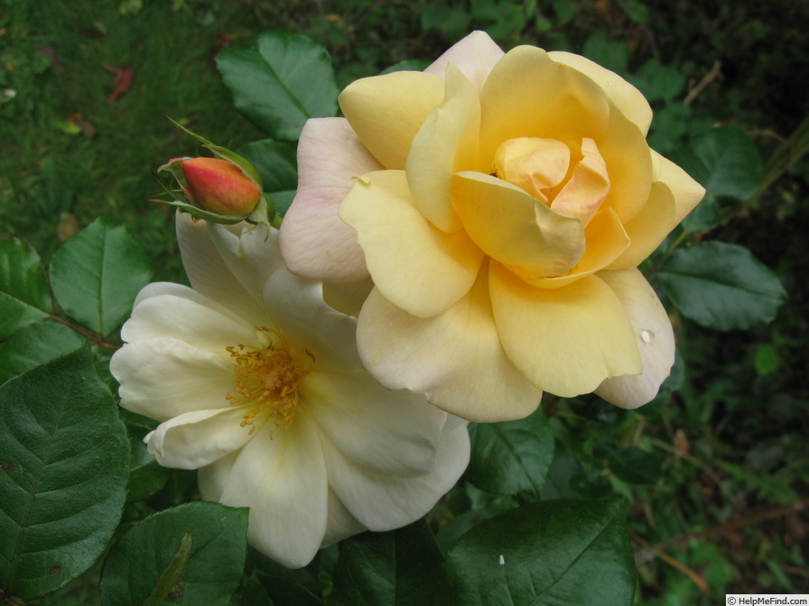 'Francis Copple' rose photo