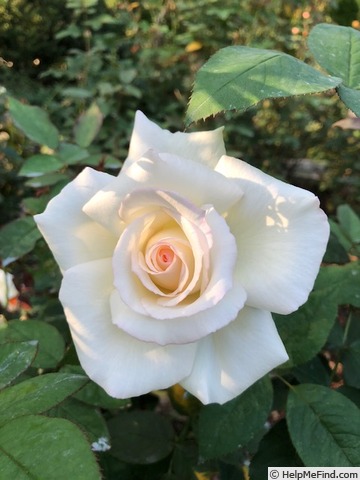 'Denali' rose photo