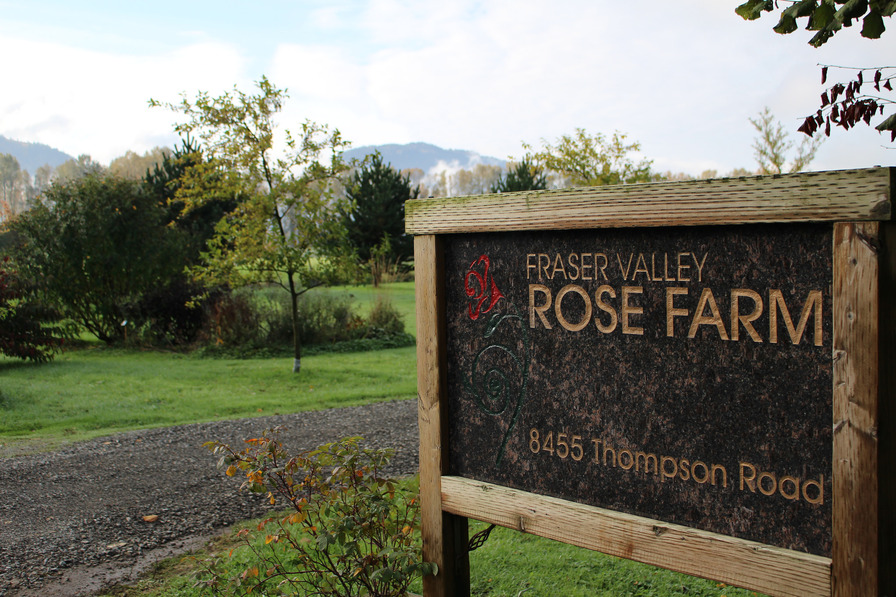 'Fraser Valley Rose Farm'  photo