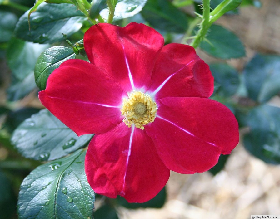 'Stella Magna' rose photo