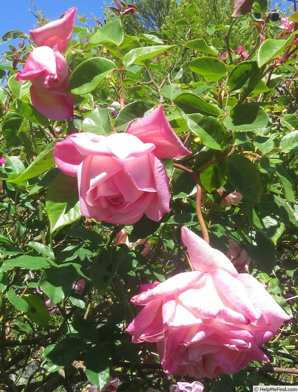 'Climbing Maman Cochet' rose photo