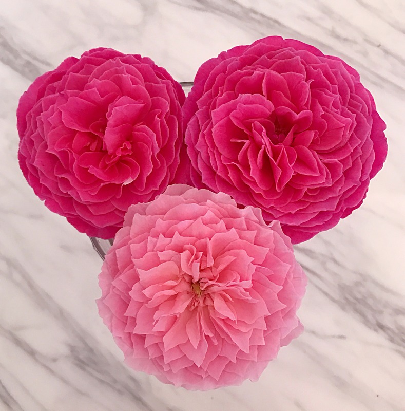 'Yuzen (hybrid tea, Keiji, 2010)' rose, click to enlarge 'Yuzen (hybrid tea, Keiji, 2010)' rose photo