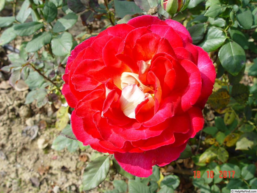'Bolchoï ® (hybrid tea, Meilland, 2000)' rose photo