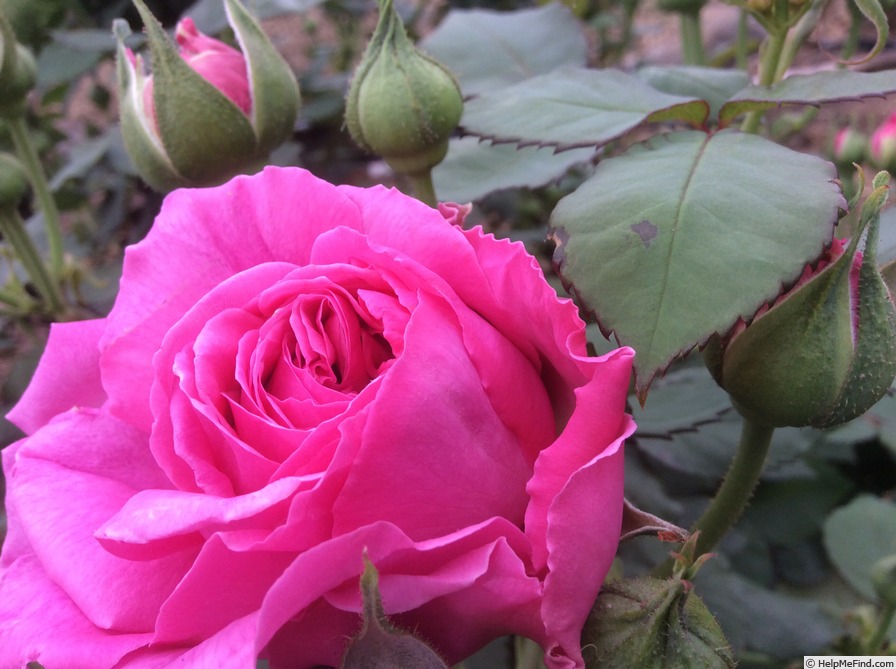 'Le Bienheureux de la Salle' rose photo