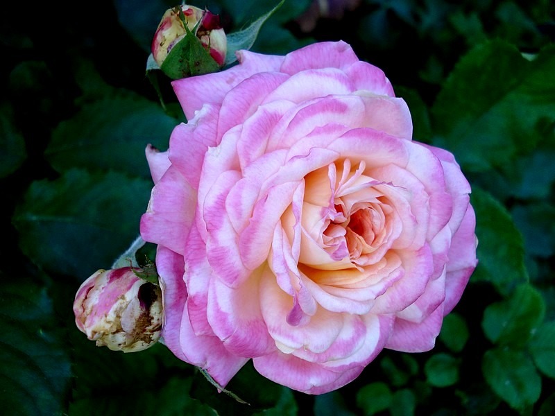 'Laurent Voulzy ®' rose photo