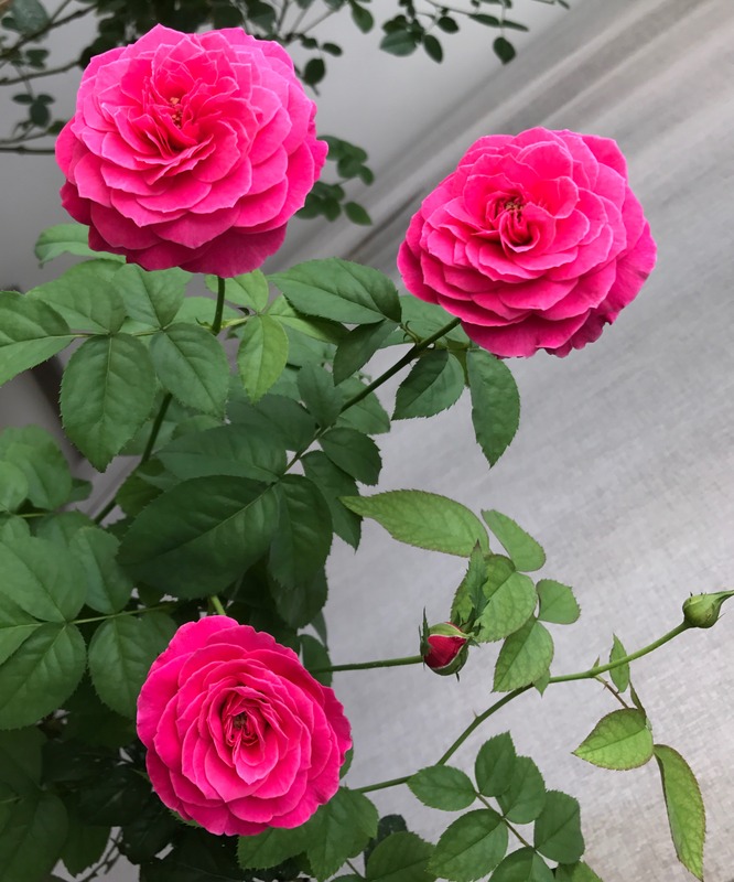 'Yuzen (hybrid tea, Keiji, 2010)' rose, click to enlarge 'Yuzen (hybrid tea, Keiji, 2010)' rose photo