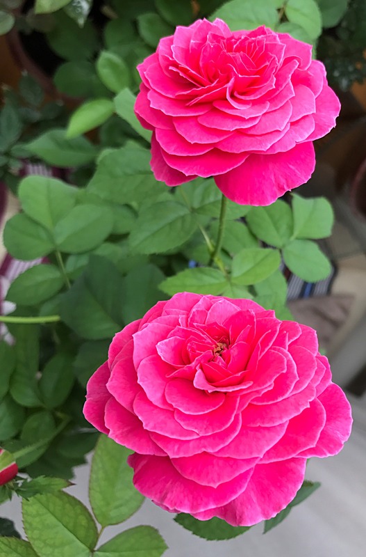'Yuzen (hybrid tea, Keiji, 2010)' rose, click to enlarge 'Yuzen (hybrid tea, Keiji, 2010)' rose photo