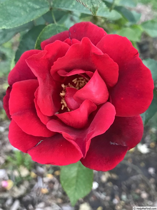 'Sultry Red' rose photo