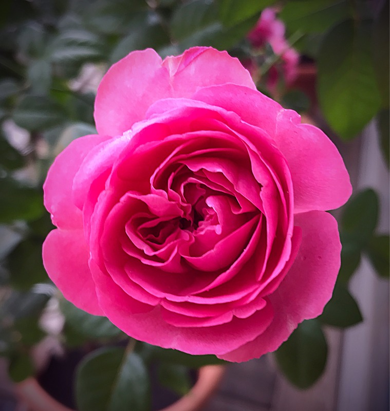 'For Your Home' rose, click to enlarge 'For Your Home' rose photo
