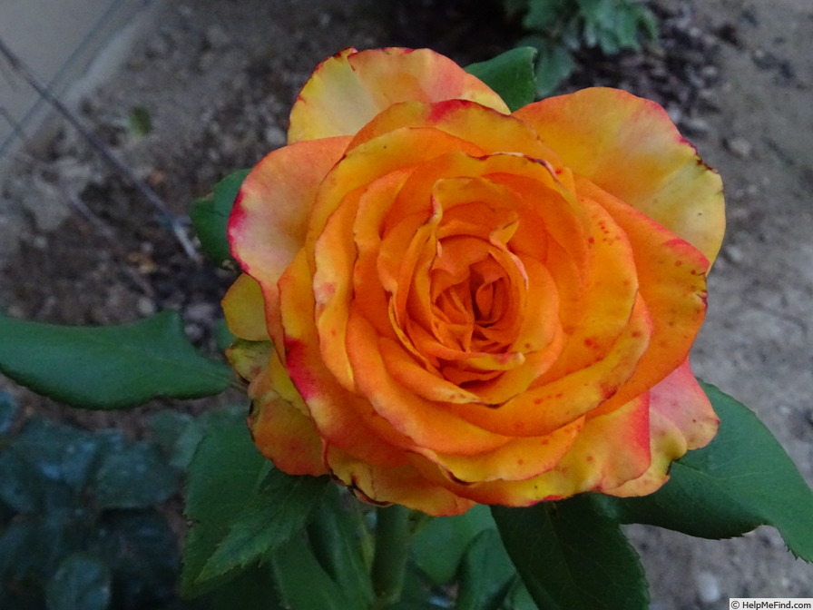'Girandola ®' rose photo