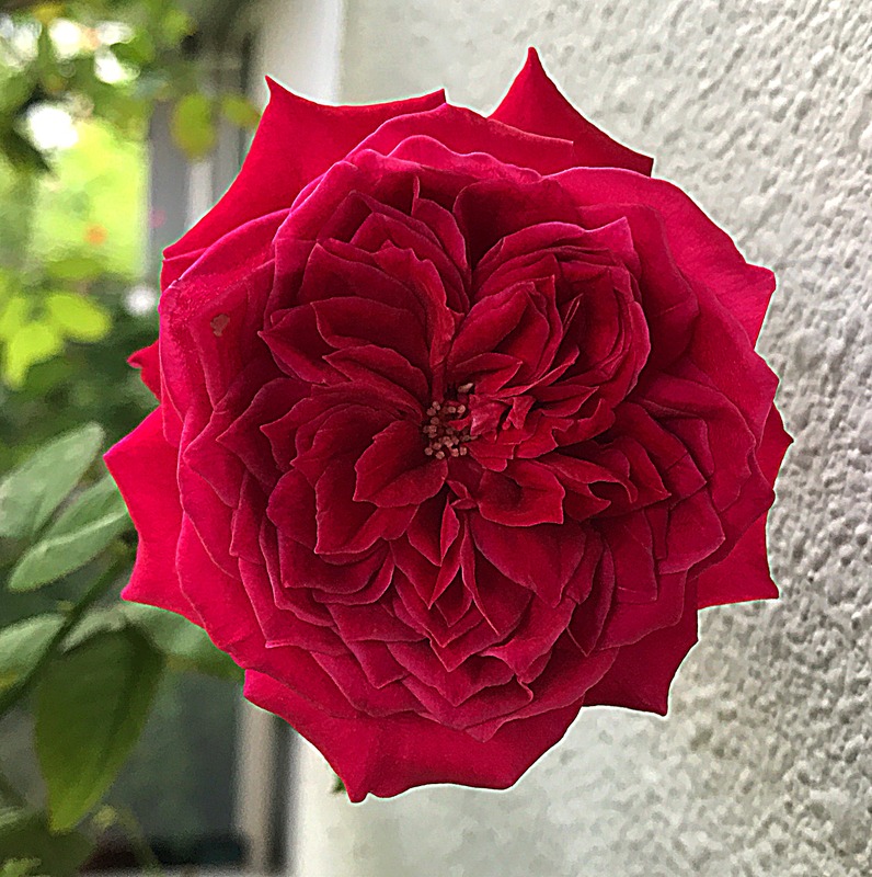 'Rouge Royale ®' rose photo