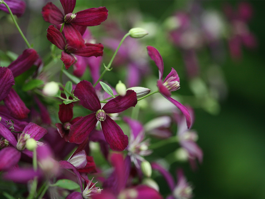 'Sweet Summer Love' clematis photo