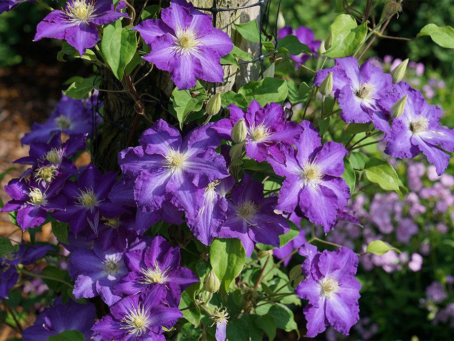 'Brother Stefan ®' clematis photo