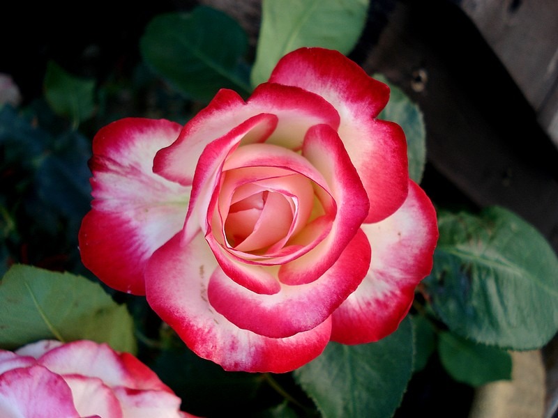 'Jubilé du Prince de Monaco ®' rose photo