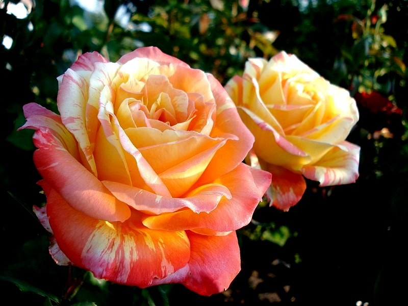'Marvelle ® (hybrid tea, McGredy, 1988)' rose photo